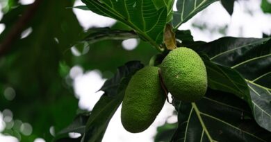 Breadfruit