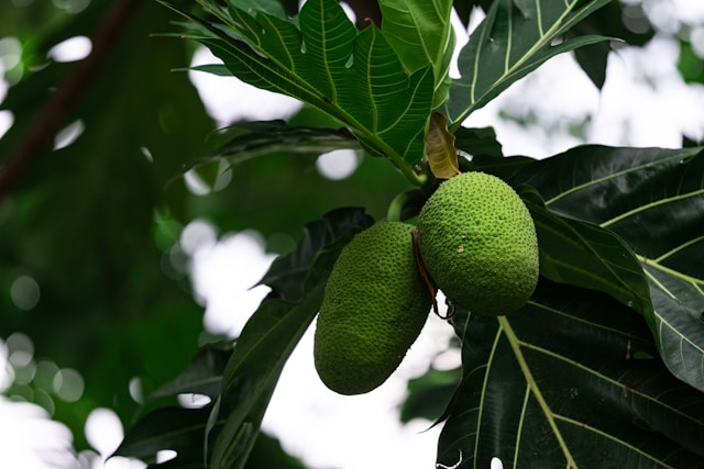 Breadfruit