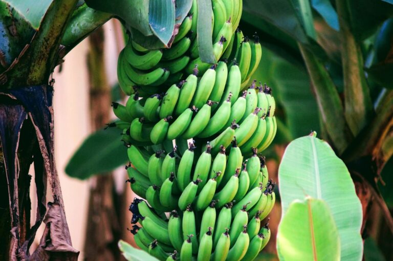 Jamaican-Inspired Meal Plan for Athletic Performance