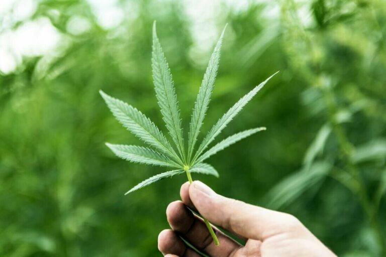 Ganja’s Role In the Making  Of Top Reggae Hits