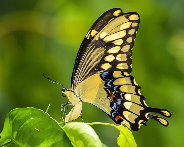 Fascinating Animals That Call Jamaica  Home