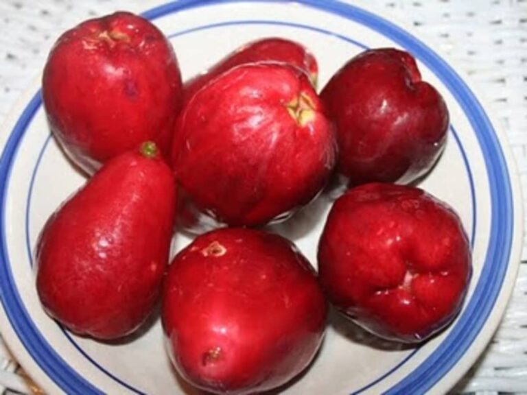 A Taste of Jamaica: Exploring Some of the Most Popular Fruits