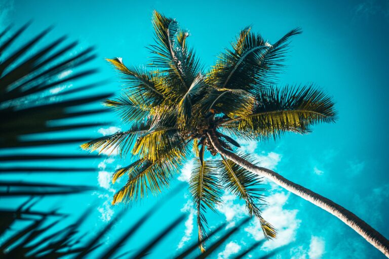 What’s So Special About Jamaica, Anyway?