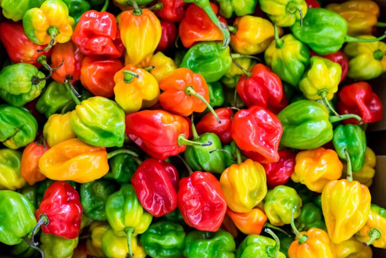Habanero vs. Scotch Bonnet: The Heat and Flavor Behind Jamaican Cuisine