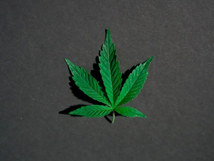 Ganja in Rastafari: Sacred Plant, Not a Party Drug