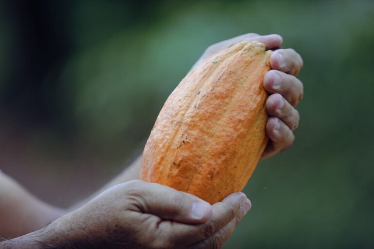 Cacao: Jamaica’s Bold and Bitter Superfood